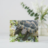 Carte Postale Tortue mignonne (Debout devant)