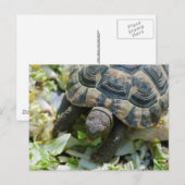 Carte Postale Tortue mignonne (Devant / Derrière)