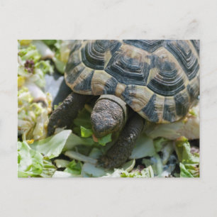 Carte Postale Tortue mignonne