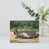 Carte Postale Tortue molle (Debout devant)