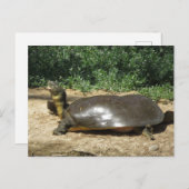 Carte Postale Tortue molle (Devant / Derrière)