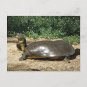 Carte Postale Tortue molle (Devant)