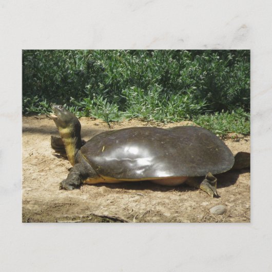 Carte Postale Tortue molle (Devant)