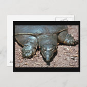 Carte Postale Tortue molle du Texas (Devant / Derrière)