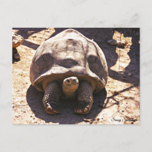 Carte Postale Tortue noire africaine