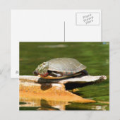 Carte postale Tortue peinte (Devant / Derrière)