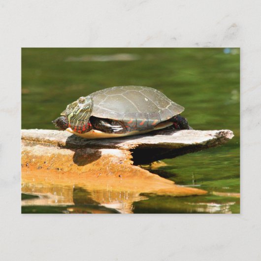 Carte postale Tortue peinte (Devant)