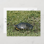 Carte Postale Tortue peinte (Devant / Derrière)