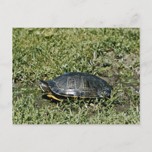 Carte Postale Tortue peinte (Devant)