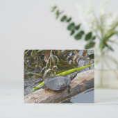Carte postale Tortue peinte (Debout devant)