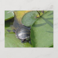 Tortue peinte bébé sur Lilypad objets