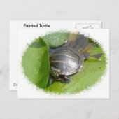 Carte Postale Tortue peinte bébé sur Lilypad objets (Devant / Derrière)