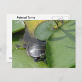 Carte Postale Tortue peinte bébé sur Lilypad objets (Devant / Derrière)