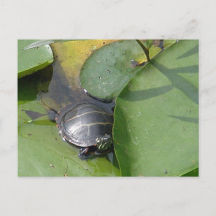 Carte Postale Tortue peinte bébé sur Lilypad objets