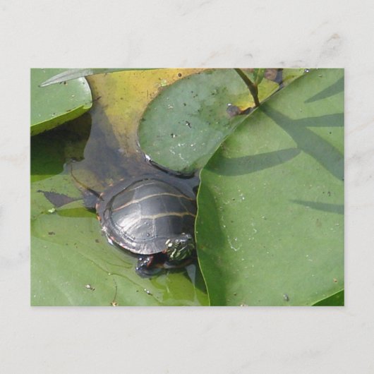 Carte Postale Tortue peinte bébé sur Lilypad objets (Devant)