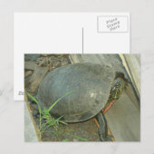 Carte Postale Tortue peinte (Chrysemys picta) (Devant / Derrière)