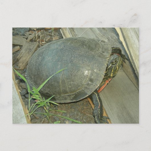 Carte Postale Tortue peinte (Chrysemys picta) (Devant)