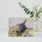 Carte Postale Tortue peinte de l'Est (Debout devant)
