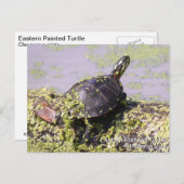 Carte Postale Tortue peinte de l'Est (Devant / Derrière)