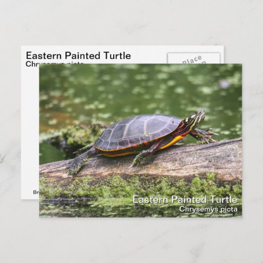 Carte Postale Tortue peinte de l'Est (Devant / Derrière)