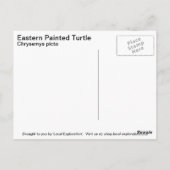 Carte Postale Tortue peinte de l'Est (Dos)