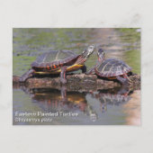 Carte Postale Tortue peinte de l'Est (Devant)