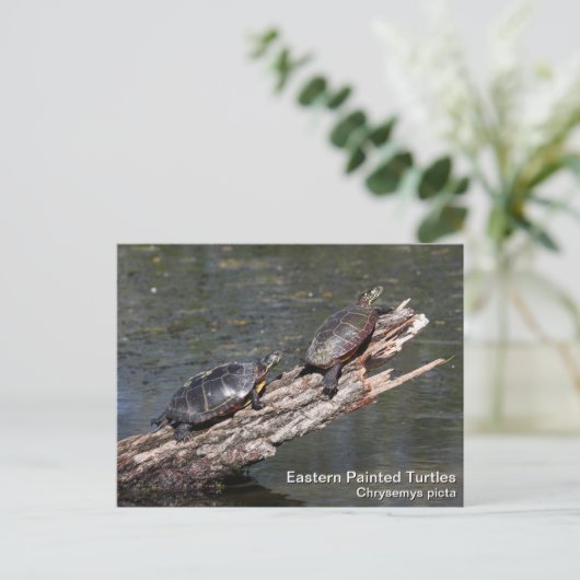 Carte Postale Tortue peinte de l'Est (Debout devant)