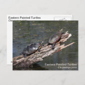 Carte Postale Tortue peinte de l'Est (Devant / Derrière)