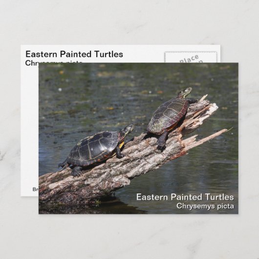 Carte Postale Tortue peinte de l'Est (Devant / Derrière)