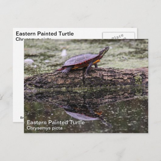 Carte Postale Tortue peinte de l'Est (Devant / Derrière)