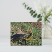 Carte Postale Tortue peinte occidentale (Debout devant)