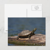 Carte Postale Tortue peinte sur un bûcher (Devant / Derrière)