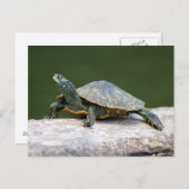 Carte Postale Tortue peinte sur un bûcher (Devant / Derrière)
