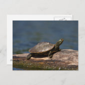 Carte Postale Tortue peinte sur une branche (Devant / Derrière)