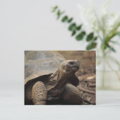 Carte Postale Tortue photo (Debout devant)