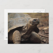 Carte Postale Tortue photo (Devant / Derrière)