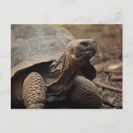 Carte Postale Tortue photo (Devant)
