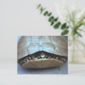 Carte postale Tortue - Photo Vintage (Debout devant)