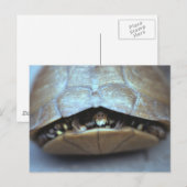 Carte postale Tortue - Photo Vintage (Devant / Derrière)
