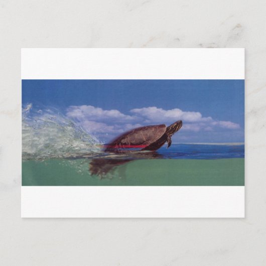 Carte Postale tortue rapide (Devant)