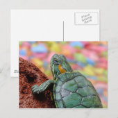 Carte Postale Tortue rouge (Devant / Derrière)