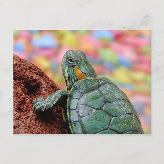 Carte Postale Tortue rouge (Devant)