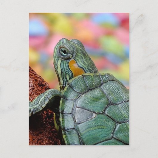 Carte Postale Tortue rouge (Devant)