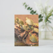 Carte Postale Tortue rouge de l'Alabama 2 (Alabama) (Debout devant)