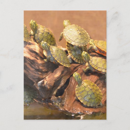 Carte Postale Tortue rouge de l'Alabama 2 (Alabama) (Devant)