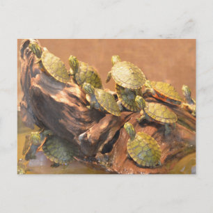 Carte Postale Tortue rouge de l'Alabama 2 (Alabama)