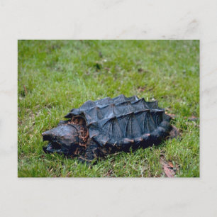 Carte Postale Tortue serpentine