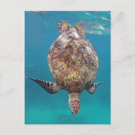 Carte Postale Tortue Shell d'Hawaï (Devant)