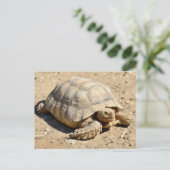 Carte Postale Tortue sillonnée africaine sur le sol (Debout devant)