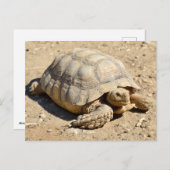 Carte Postale Tortue sillonnée africaine sur le sol (Devant / Derrière)